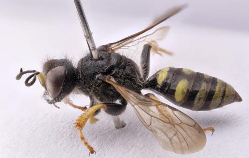 Crabro peltatus